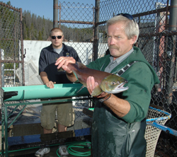 Brent Snider, manager of the Sawtooth Fish Hatchery, holds one of 22 sockeye salmon caught near Redfish Lake last Sunday. Standing behind Snider is Brian Ashton, a biologist aide at the Eagle Fish Hatchery, headquarters for the state's captive breeding program for Redfish Lake sockeye.