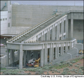 Fish ladders, like this one at Ice Harbor Dam, have failed to stem the decline of salmon populations in the Pacific Northwest.