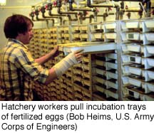 Hatchery workers pull incubation trays of fertilized eggs (Bob Helms, U.S. Army Corps of Engineers)