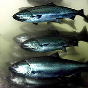 (AP file) Salmon, averaging 2-3 feet in length, pass through the fish ladder at Bonneville Dam in North Bonneville, Wash.