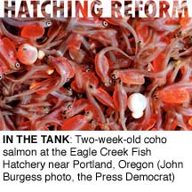 Two-week old coho salmon at the Eagle Creek Fish Hatchery near Portland, Oregon (John Burgess, Press Democrat)