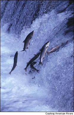 Twenty-six distinct populations of Pacific salmon are now listed under the Endangered Species Act.