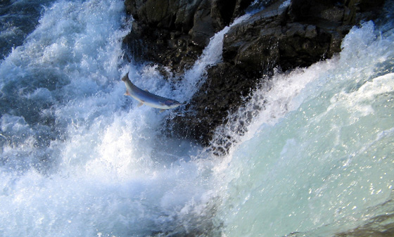 Adult Salmon attempts another jump on long journey upstream.