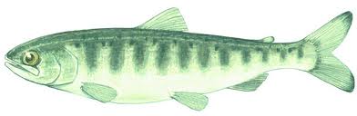 Juvenile Chinook Salmon (Idaho Fish & Game)