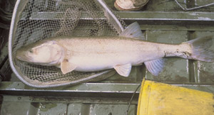 (US Fish & Wildlife) A pikeminnow