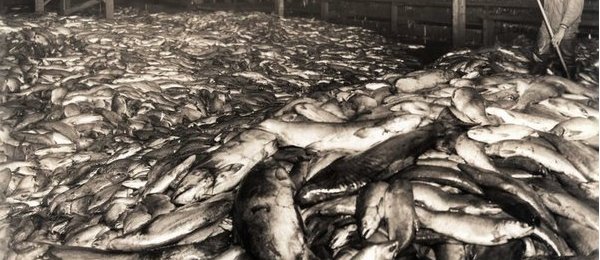 Salmon are piled high at a Seattle cannery around 1900. By then, demand for Northwest salmon was putting pressure on the fishery (Univ. Washington Archives)