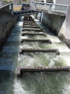 Steelhead trout and salmon need the ladder at Bonneville. (reverendlukewarm/Flickr)