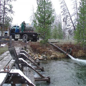 Hatchery employees release farmed smolts into the Redfish Lake Creek, a tributary of the Salmon River, in the hopes that the juvenile salmon will return to the same area to spawn. (Photo: Idaho Department of Fish and Game)