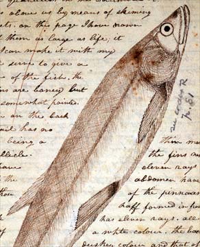 A white Salmon Trout as sketched by Lewis