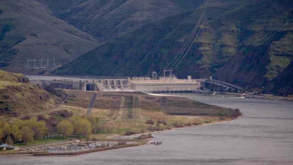 (Courtney Flatt Photo) Officials at five dams on the Columbia and Snake rivers will start killing birds that eat migrating juvenile salmon. The measures are meant to protect endangered salmon and steelhead.