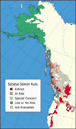 Sockeye Runs