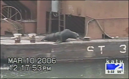 One sea lion hitched a ride on a barge and then simply jumped off when it arrived where he wanted.
