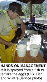 Hands-on Management: milt is sprayed from a fish to fertilize the eggs (U.S. Fish and Wildlife Service)