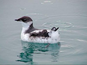 Wind Farm Backers say Report Affirms There's Minimal Threat to Marbled Murrelet