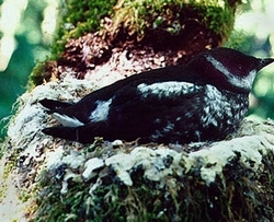 (AP files) Marbled murrelet numbers on the West Coast are down 34 percent since 2001.