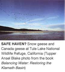 (Tupper Ansel Blake) Snow geese and Canada geese at Tule Lake National Wildlife Refuge, California