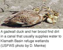 (D. Menke) A gadwall duck and her brood find dirt in a canal that usually supplies water to Klamath Basin refuge wetlands.
