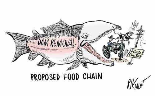 Cartoon of 'dam removal' salmon eating farmer by Rik Dalvut.