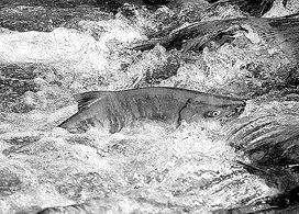 Climate change is having an impact on the Pacific salmon.