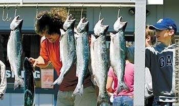 (Bill Wagner) Julian Becker, right, of The Netherlands and Foti Lanaras of Portland hang their catch this week in Ilwaco after an ocean trip. Starting Sunday, anglers who don't want to cross the bar may catch salmon on the lower Columbia and at the Buoy 10 area.