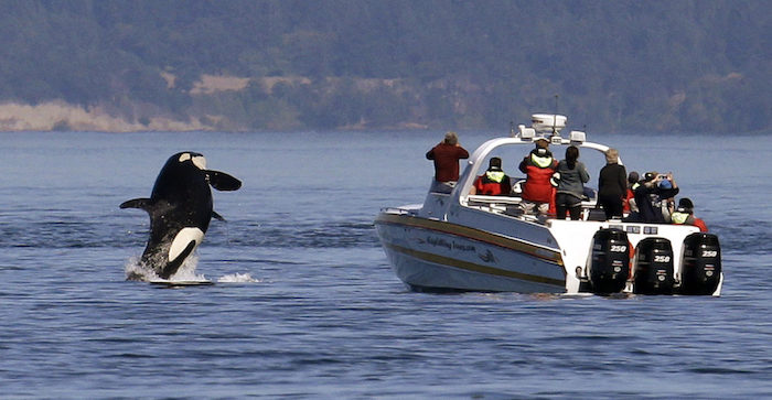 An orca leaps out of the water near a whale watching boat in the Salish Sea in the San Juan Islands, Washington in this July 31, 2015 file photo.