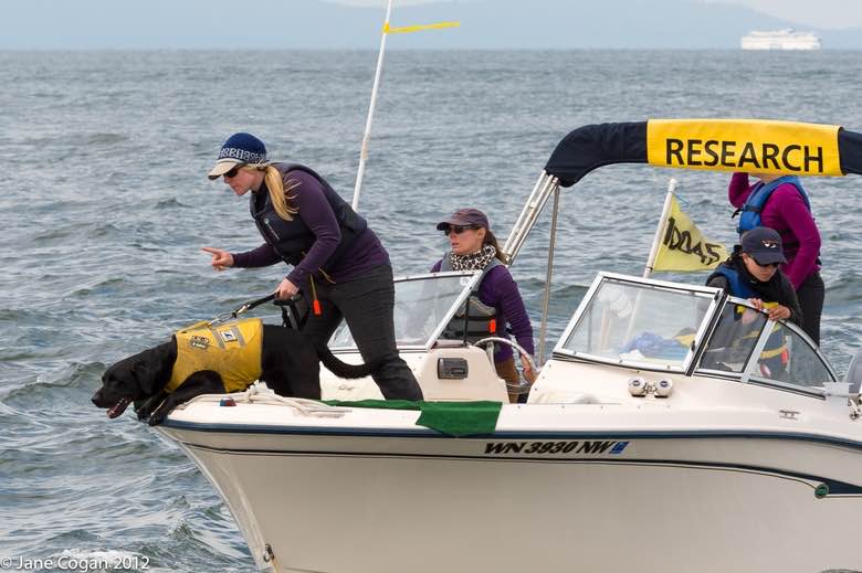 On a research boat in 2012, Tucker, a dog from the University of Washington Conservation Canines program, is on the hunt for orca scat. His handler is Elizabeth Seely, and Deborah Giles is piloting the boat. (Jane Cogan)