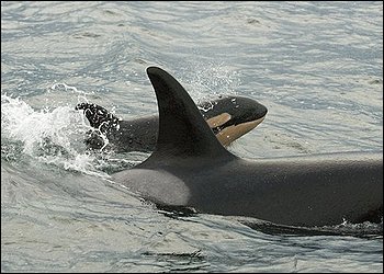 (Jeff Hogan) In this Jan. 3, 2010 photo released by Orcanetwork.org, J47, a baby orca whale, swims alongside J35, it's mother, near Vashon Island, Wash. in Puget Sound. A little over a year after researchers feared a drop in the region's orca population meant disaster, the number of the endangered killer whales has bounced back with six new babies and no whales lost.