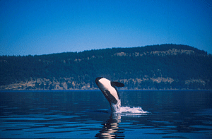 Breaching Orca aka. killer whale