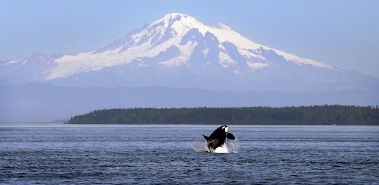 An orca whale breaches in view of Mount Baker, some 60 miles distant, in the Salish Sea in the San Juan Islands. (Photo by Elaine Thompson/AP)