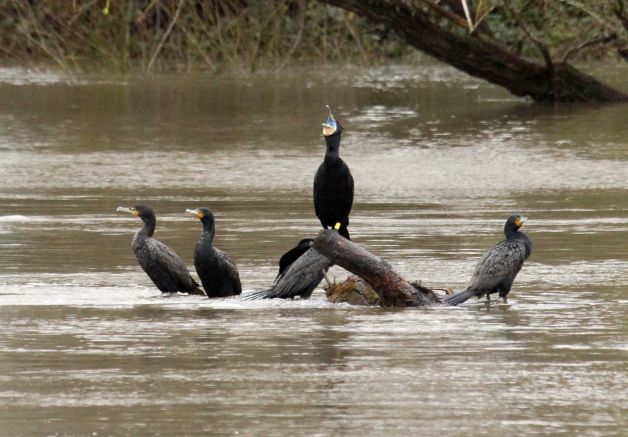 (Don Ryan 3/30/12) Five cormorants hitch a ride on a large piece of driftwood in Oregon City, Ore. Oregon state fish and wildlife officials already kill sea lions that feed on adult salmon at Bonneville Dam and now they want to start killing double breasted cormorants that feed on baby salmon.