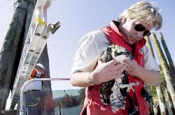 (Steven Lane) USGS scientist Jim Kaiser holds a juvenile osprey on the Willamette River on July 16. Ospreys are tested to determine the health of a river because they eat the fish in the river and pollutants will accumulate in the birds.