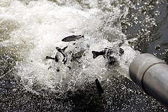 Juvenile salmon passing a dam via a pipe