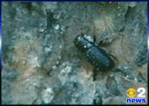 Mountain pine beetle an 