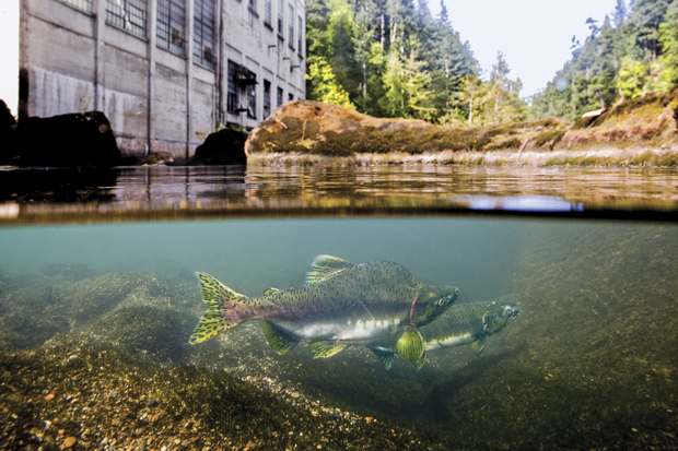 Pink salmon, blocked from migrating further upstream, wait below the now removed Elwha Dam. (photo: Matt Stoecker)