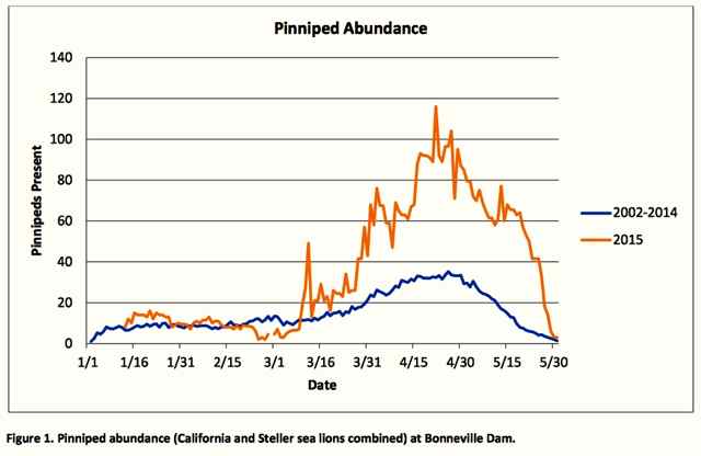 Graphic: Pinniped numbers at Bonneville Dam by date January through May 2015.