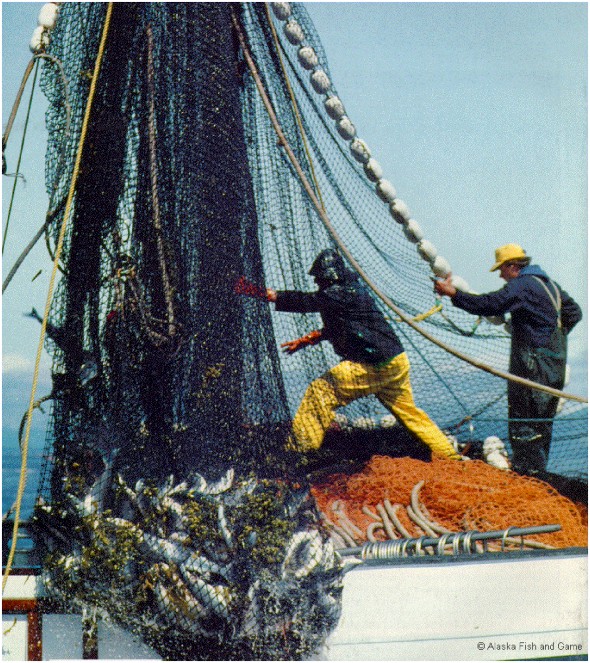 Figure 5. Commercial fishing is often rough, dangerous, and physically demanding, but such types of work nourish strong, enduring bonds among participants who exhibit a collective will to assure that their life style continues. (courtesy Alaska Department Fish and Game)