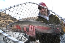 A 10-pound steelhead hooked in the Snake River near Heller Bar is brought aboard a fishing boat by Aaron Donnelly of Moscow. 