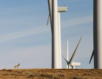 (Johnathan Thompson) Pronghorn and wind turbines near Medicine Bow, Wyoming.