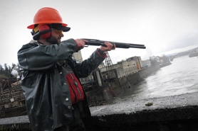 (Vern Uyetake) Trevor Diemer, an Oregon Department of Fish and Wildlife field biologist, shoots cracker shells from a 12-gauge shotgun toward the fish ladder at Willamette Falls to shoo California sea lions away.