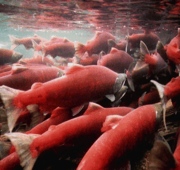 Underwater shot of salmon crowd