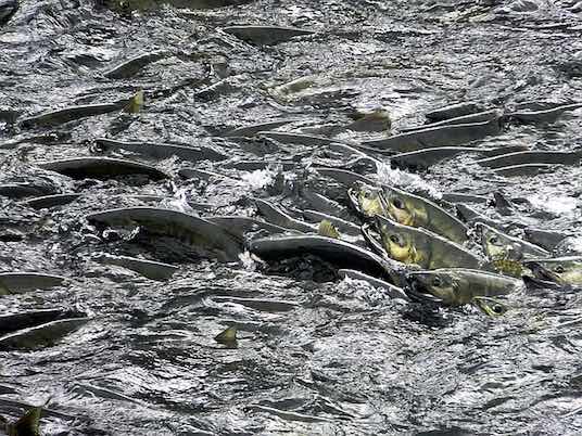 Salmon churn the water in a 2017 AP file photo. An activist group is calling the costs of saving imperiled salmon in the largest river system in the Pacific Northwest unsustainable and is turning to the Trump administration to evade endangered species laws.
