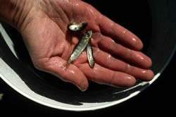 Juvenile salmon smolts