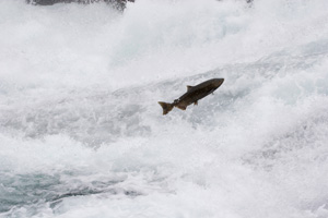 An adult salmon jumps upstream toward its natal spawning grounds.