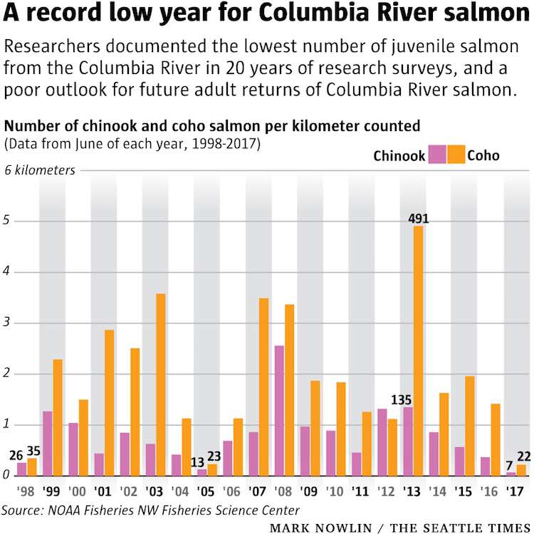 Graphic: Number of Chinook and Coho per kilometer that trawling surveys counted. (NW Fisheries Science Center)