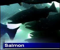 Adult salmon pass window for counting