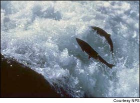 Wild salmon populations on the Snake River have plummeted to less than 10 percent of their original range over the past four decades.