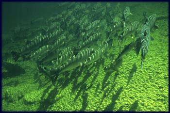 A large group of salmon is called a 'shoal.' These and others remain endangered, advocates say, with the newest biological assessment just released Thursday.