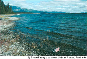 By letting more salmon reach spawning grounds, and therefore putting more nutrients into the system, lakes and rivers could produce larger salmon runs, researchers say.