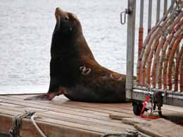 A branded sea lion suns himself on pier next to a trap -- once branded twice shy.
