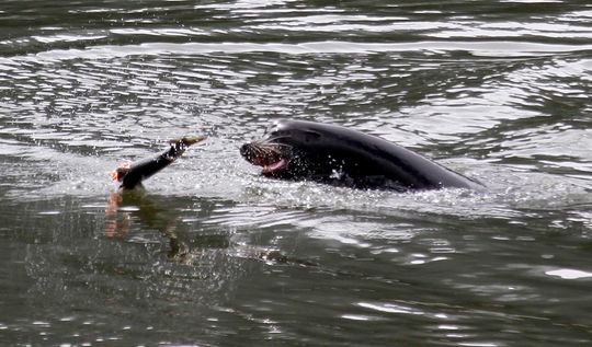 In this May 4, 2010, file photo, a sea lion tosses a partially eaten salmon in the Columbia River near Bonneville Dam. (Photo: Don Ryan, AP)